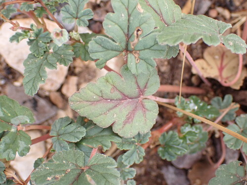 Texas Stork's Bill