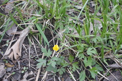 Ranunculus hispidus nitidus
