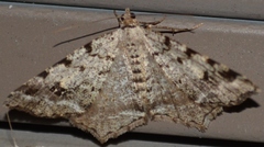 Macaria pinistrobata