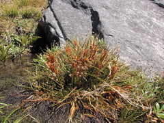 Aciphylla pinnatifida