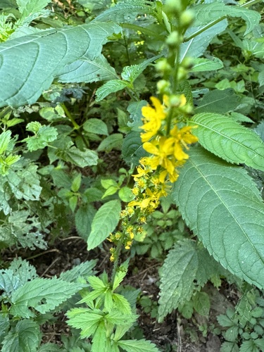 Наблюдение на iNaturalist