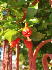 Punica granatum