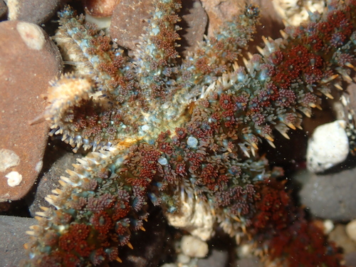 Coscinasterias acutispina observed 2026-07-15