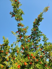 Punica granatum