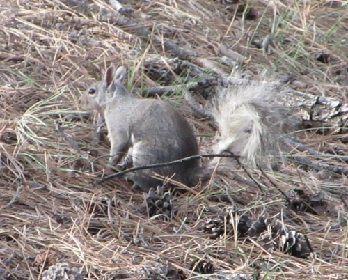 Abert's Squirrel observed by katherine_ginkgo42