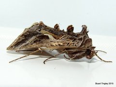 Autographa flagellum