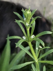 Galium aparine