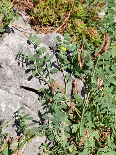 Coronilla vaginalis, photograph 1