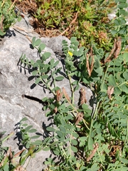 Coronilla vaginalis