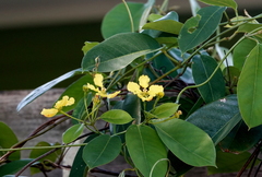 Stigmaphyllon ciliatum