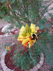 Erythrostemon gilliesii