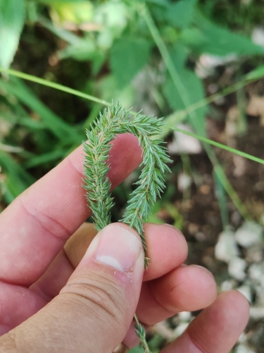 Phleum hirsutum, photograph 5