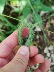 Phleum hirsutum, photograph (c) Ljaž, some rights reserved (CC BY)