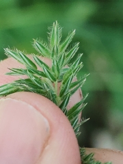 Phleum hirsutum, photograph (c) Ljaž, some rights reserved (CC BY)
