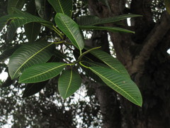 Ficus insipida