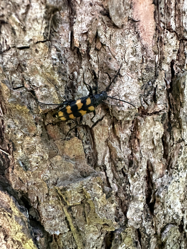 four-banded longhorn beetle