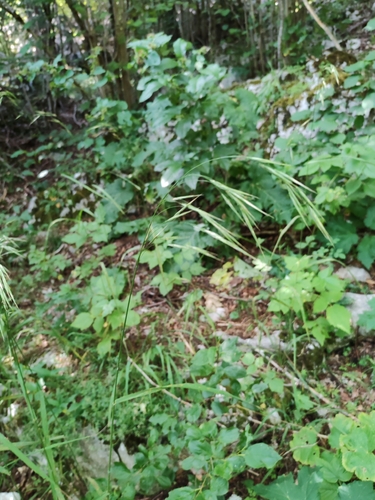 Bromus benekenii, photograph 6
