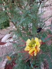 Erythrostemon gilliesii