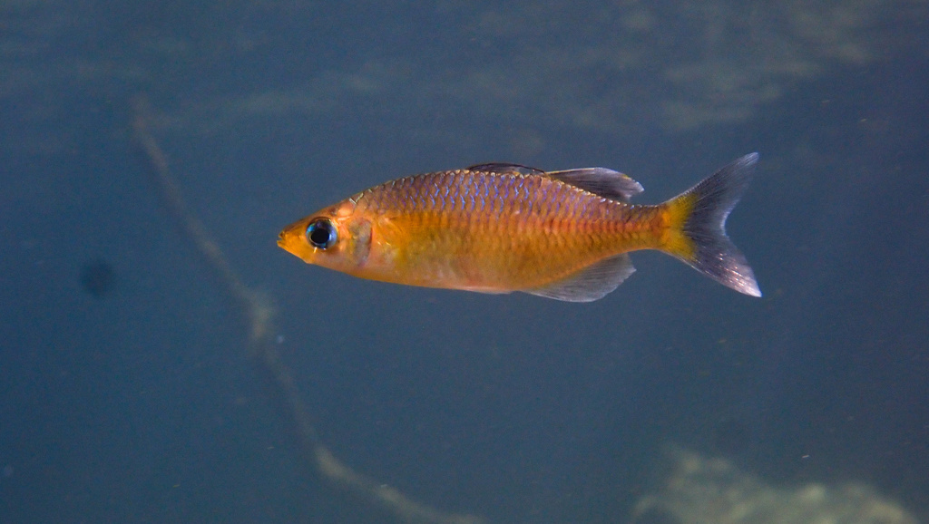 Celebes rainbowfish (Telmatherina celebensis) — Telmatherinidae