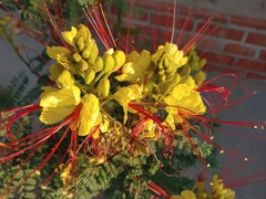 Erythrostemon gilliesii