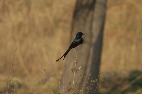 Black Drongo
