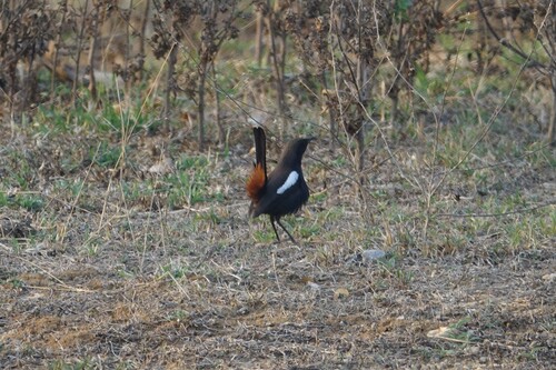 Indian Robin