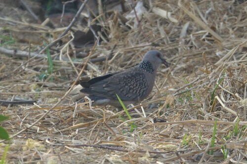 Spotted Dove