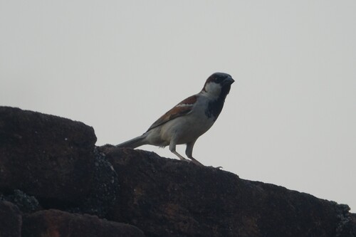House Sparrow
