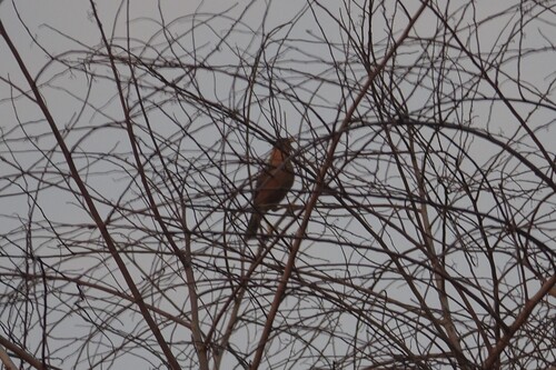 Brahminy Starling
