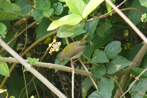 Common Tailorbird