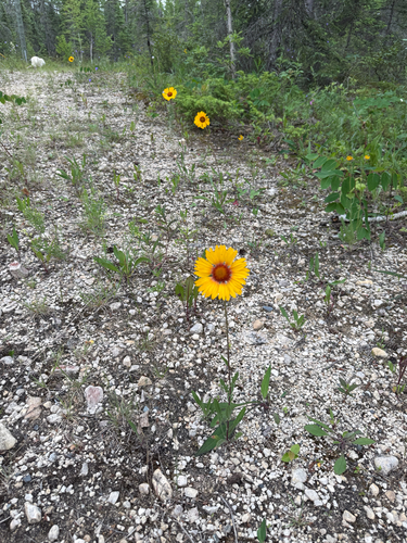 great blanketflower