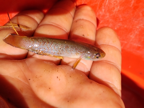 Magdalena rivulus (Cynodonichthys magdalenae) — Rivulidae — 2