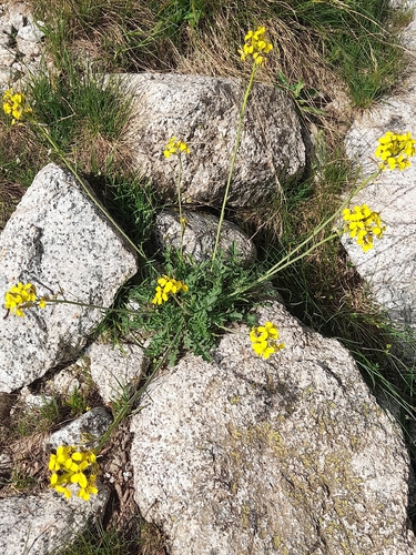 Coincya monensis, photograph 4