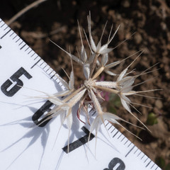 Microseris douglasii