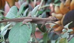 Anolis wellbornae