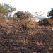 Acacia nefasia