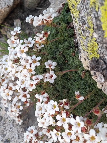Saxifraga pubescens, photograph 1