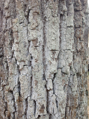 Lecanora nothocaesiella