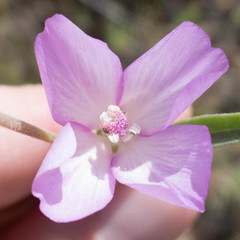 Clarkia affinis