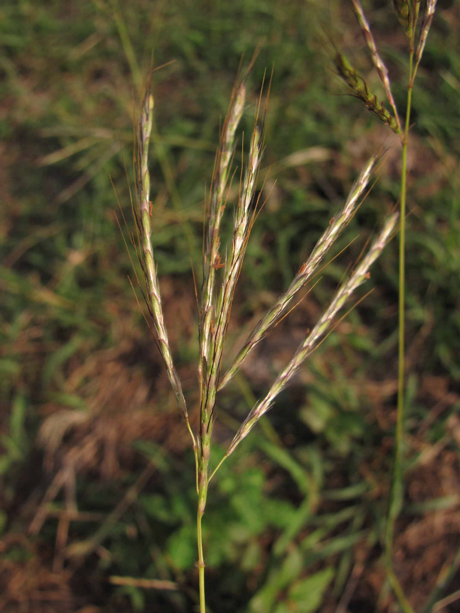 Bothriochloa pertusa