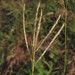 Pitted Bluestem - Photo (c) Mateo Hernandez Schmidt, some rights reserved (CC BY-NC-SA), uploaded by Mateo Hernandez Schmidt