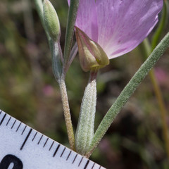 Clarkia affinis
