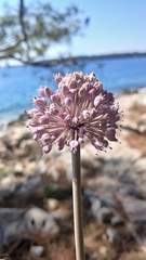 Allium commutatum, photograph (c) Martin Scheuch, some rights reserved (CC BY)