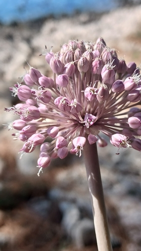 Allium commutatum, photograph 4