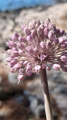 Allium commutatum, photograph (c) Martin Scheuch, some rights reserved (CC BY)