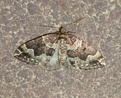Lampropteryx suffumata