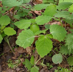 Impatiens pallida