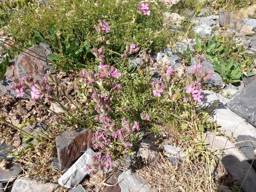 Saponaria caespitosa, photograph 2