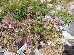 Saponaria caespitosa, photograph (c) Flavien Saboureau, some rights reserved (CC BY)