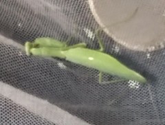 Hierodula tenuidentata